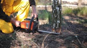 Reliable Delavan, WI Tree Care Solutions