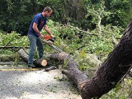 Best Storm Damage Tree Cleanup  in Delavan, WI