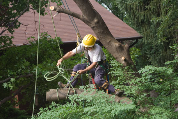 How Our Tree Care Process Works  in  Delavan, WI