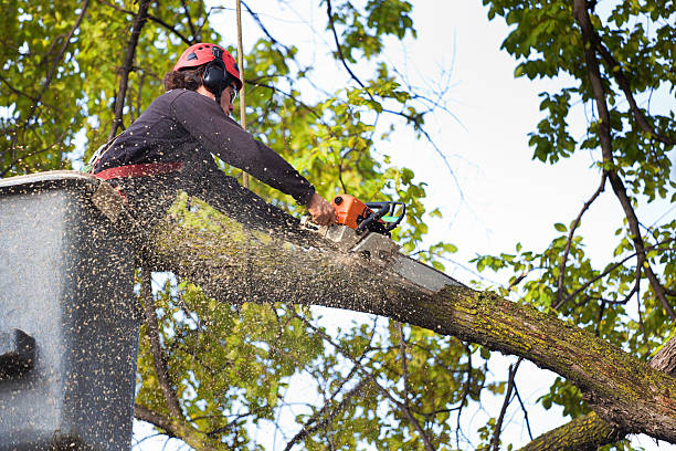 Best Firewood Processing and Delivery  in Delavan, WI