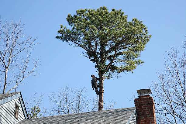 Best Arborist Consultation Services  in Delavan, WI