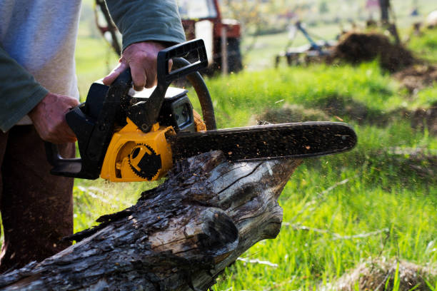 Best Tree Maintenance Programs  in Delavan, WI